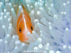 Anemoonfish. I love the way the fish is looking to me by Bruno Van Saen 